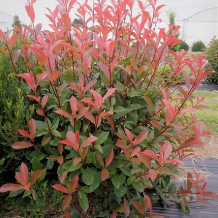 Fotínia Fraserova 'Carré Rouge'