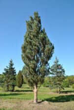 Pinus sylvestris 'Fastigiata'
