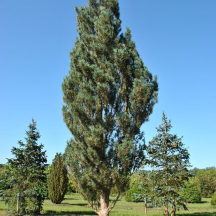 Pinus sylvestris 'Fastigiata'