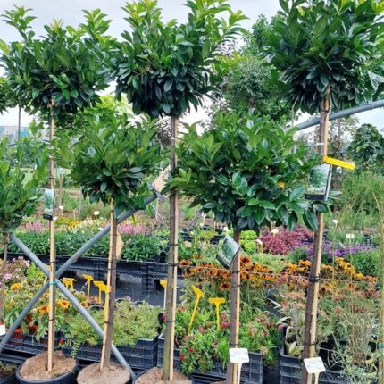 Slivka vavrínová 'Kleopatra'