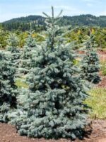 Pseudotsuga menziesii ´Glauca´