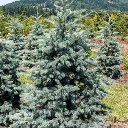 Pseudotsuga menziesii ´Glauca´