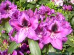Rhododendron Rasputin
