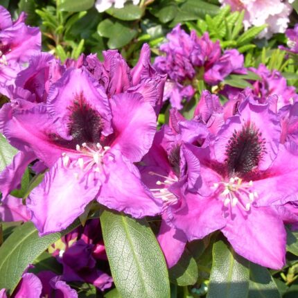 Rhododendron Rasputin
