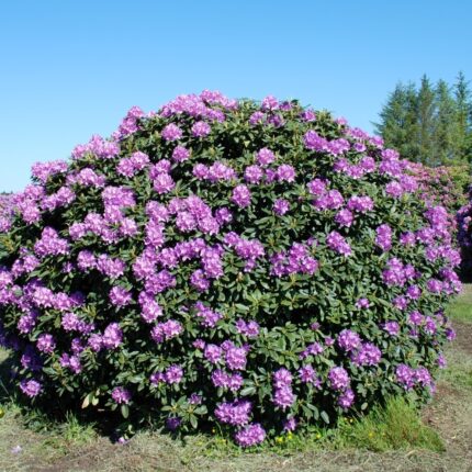 Rhododendron 'Boursault'