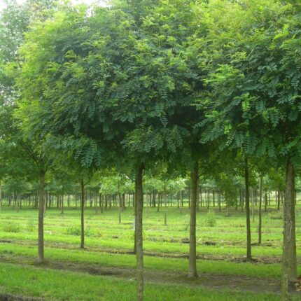 Robinia pseudoacacia 'Umbraculifera'