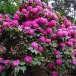 Rhododendron Germania