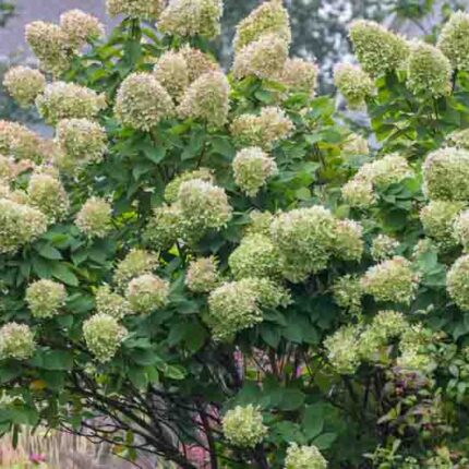 Hydrangea paniculata 'Limelight'