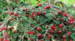 Cotoneaster buxifolia 'Nana'