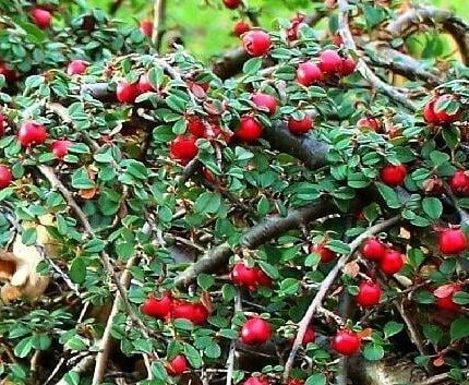 Cotoneaster buxifolia 'Nana'