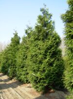 Thuja plicata 'Excelsa'