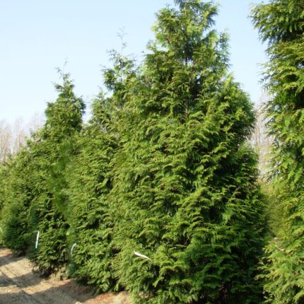 Thuja plicata 'Excelsa'