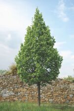 Tilia cordata 'Rancho'