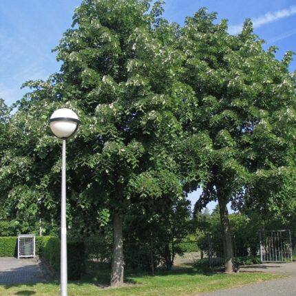 Tilia tomentosa 'Brabant'