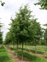 Tilia cordata